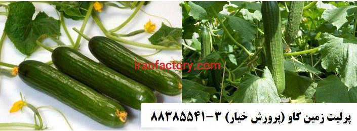پرلیت و تاثیر آن بر پرورش خیار گلخانه ای Perlite0