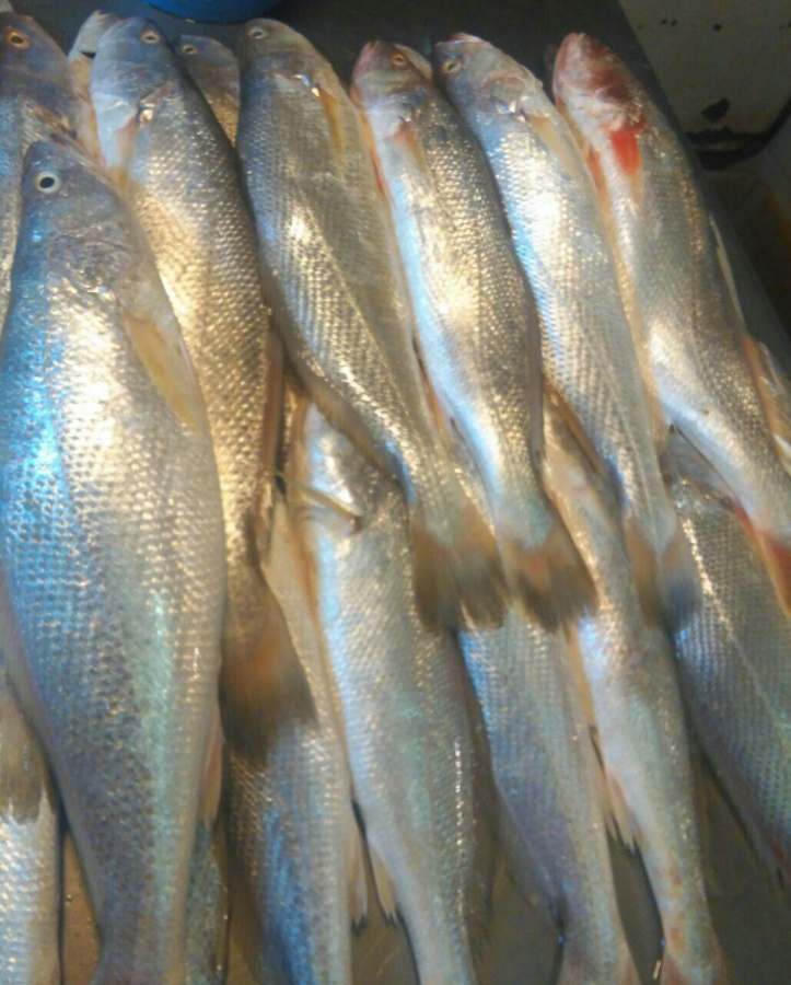 فروش ماهی شوریده0