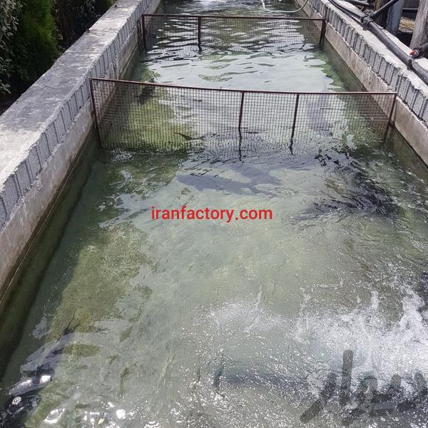 فروش پرورش ماهی خاویاری در تالش0