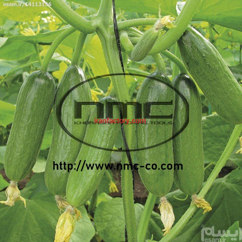 گل گیر خیار1