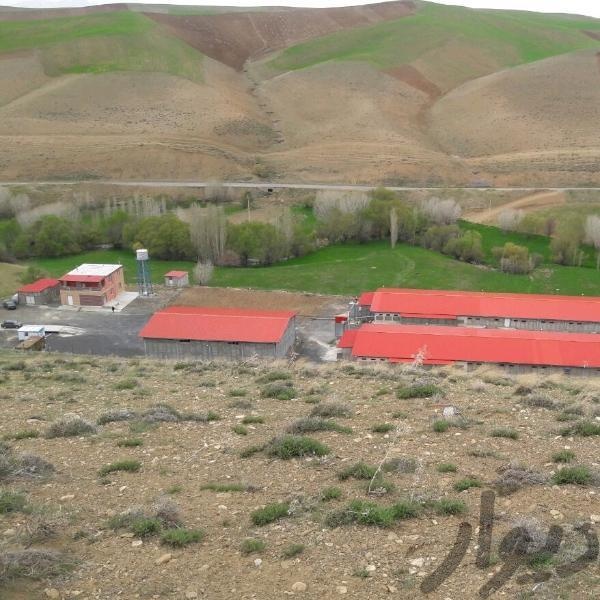 فروش مرغداری 40 هزار قطعه ای در سنندج3