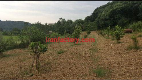 فروش ٢٧٠٠متر باغ و زمین برای تالار در قایمشهر1