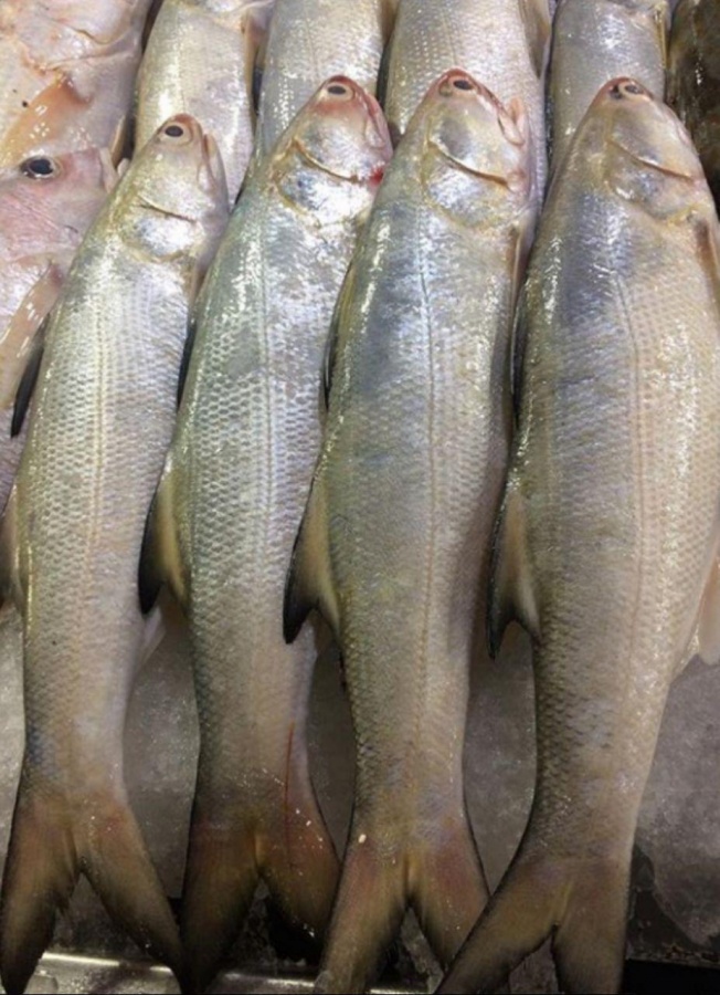 ماهی راشکو0