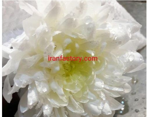 تولید و پخش انواع گل های سر شاخه در کرمان0