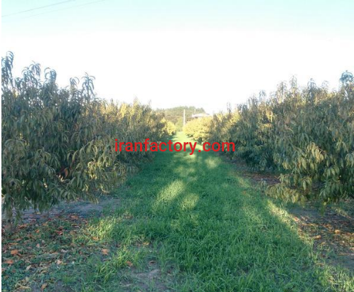 فروش 20000 متر باغ شلیل و حوضچه پرورش ماهی در ساری1