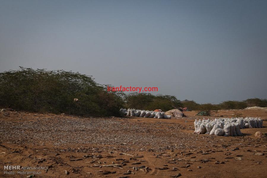 فروش ماهی خشک شده مخلوط ، خرید ماهی خشک شده مخلوط برای تولید پودر ماهی6