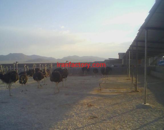 فروش پرورش شترمرغ در اصفهان0