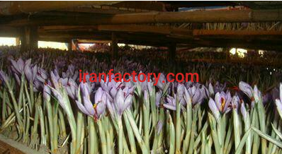 جذب سرمایه گذار جهت کشت گلخانه ای زعفران در قم0