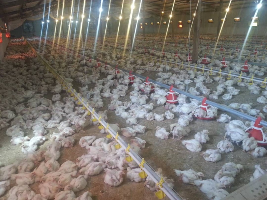 فروش مرغداری گوشتی 70 هزار متر مکعب در قزوین0