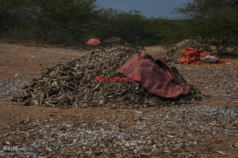 فروش ماهی خشک شده مخلوط ، خرید ماهی خشک شده مخلوط برای تولید پودر ماهی1