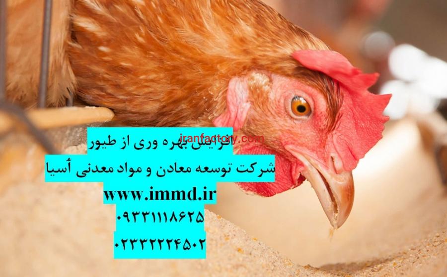 افزایش بهره وری از طیور0