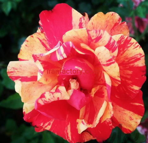 تولید و فروش انواع رز هلندی یاسوج1