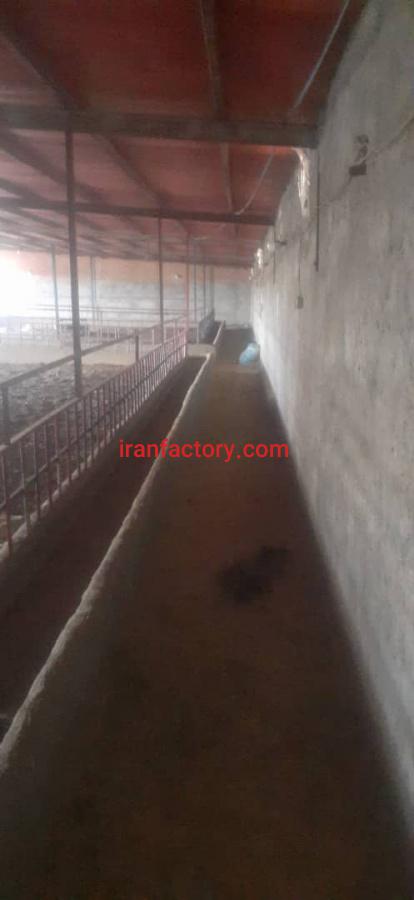 فروش دامداری تیران و کرون اصفهان1