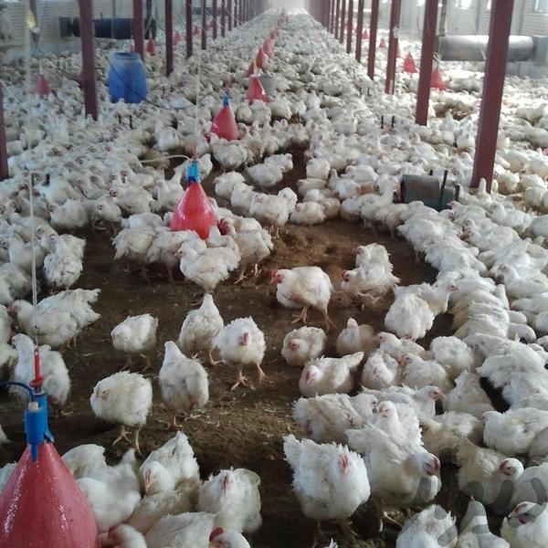 فروش مرغداری گوشتی در شهرضا0