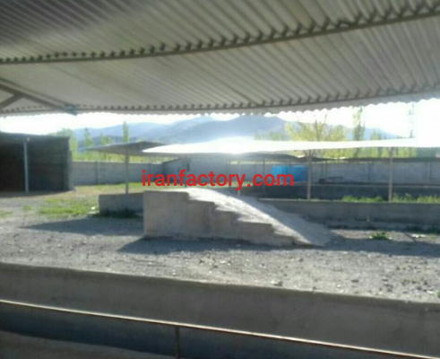 فروش دامداری صنعتی 500 راسی در شهرستان خوی،رهال5