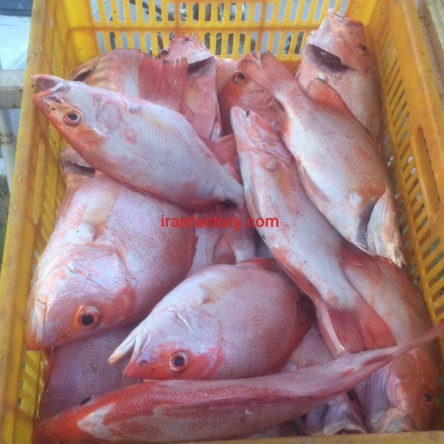 ابزیان صید روز جنوب7