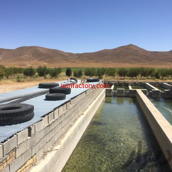 فروش پرورش ماهی در شیراز0