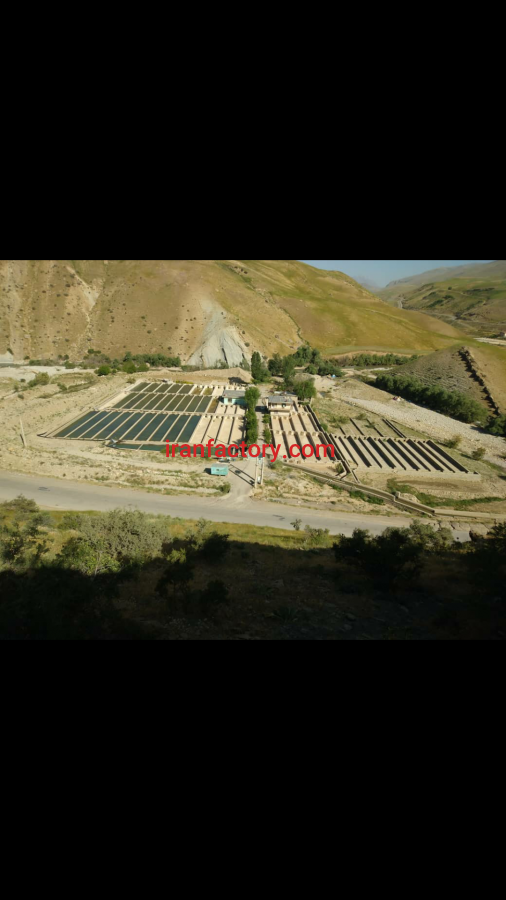 فروش پرورش ماهی قزل آلا در الیگودرز3