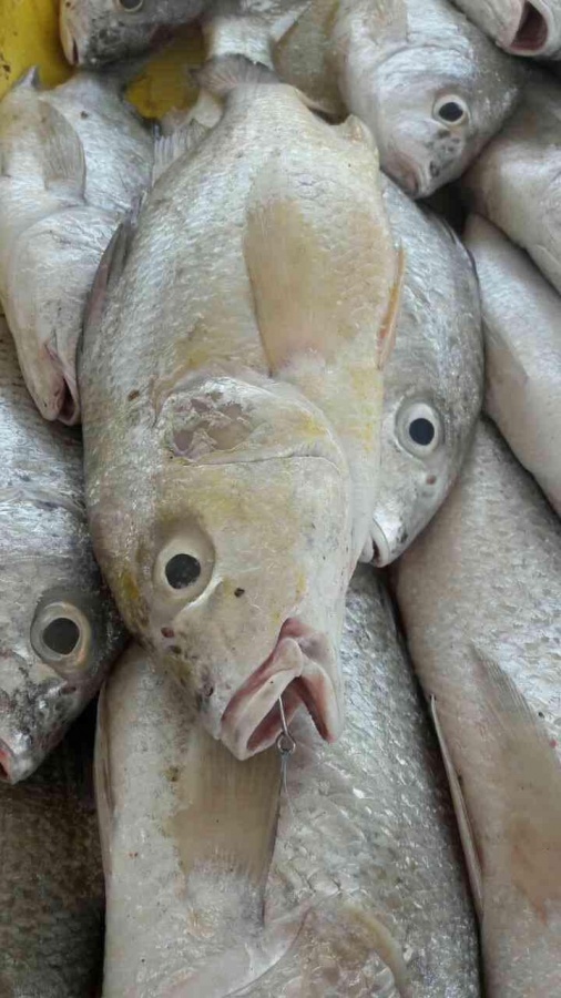 ماهی سنگسر طلائی0