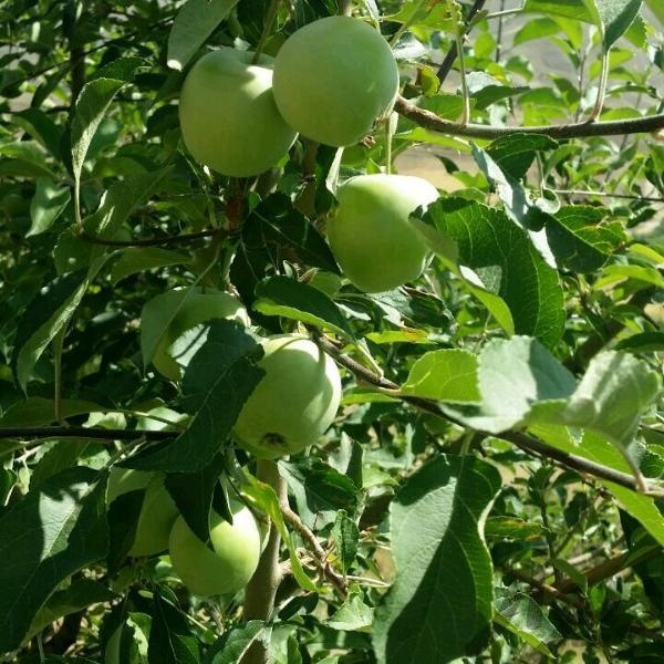 فروش باغ ثمردار در سنندج3