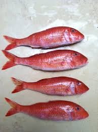 پخش ماهی زبیدی صادراتی صید روز0