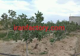 فروش باغ پسته در دامغان سرمایه گذاری مطمئن1