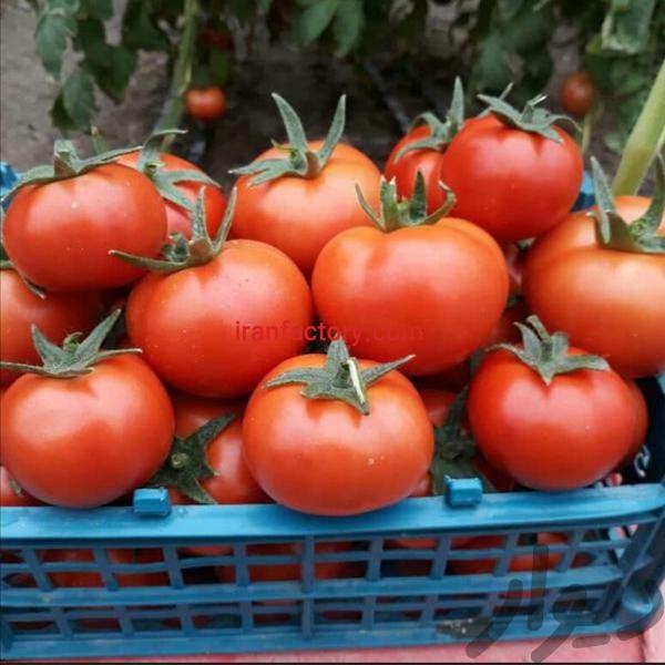 فروش گلخانه صیفی جات در اصفهان1