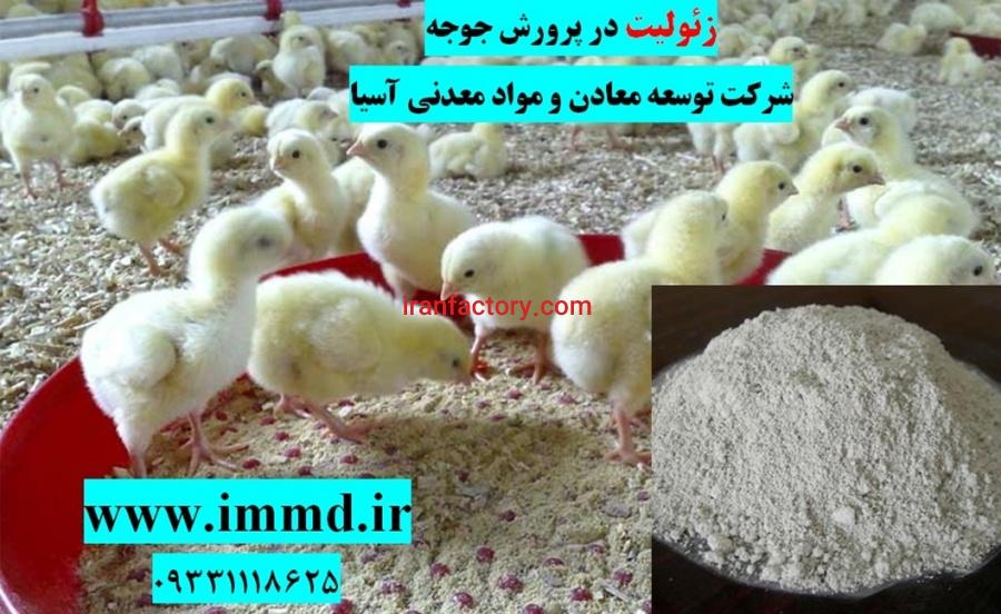 فروش زئولیت در خوراک و بستر طیور0
