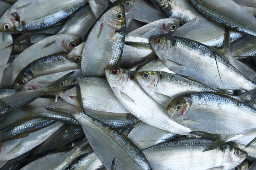 پخش عمده ماهی صید روز0