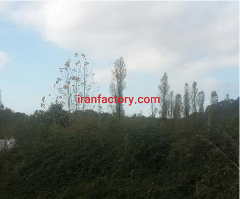 فروش 14500 متر گاوداری در رشت فروشی1