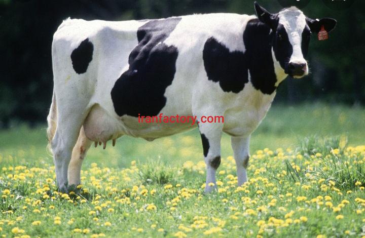 فروش زمین گاوداری در داران0