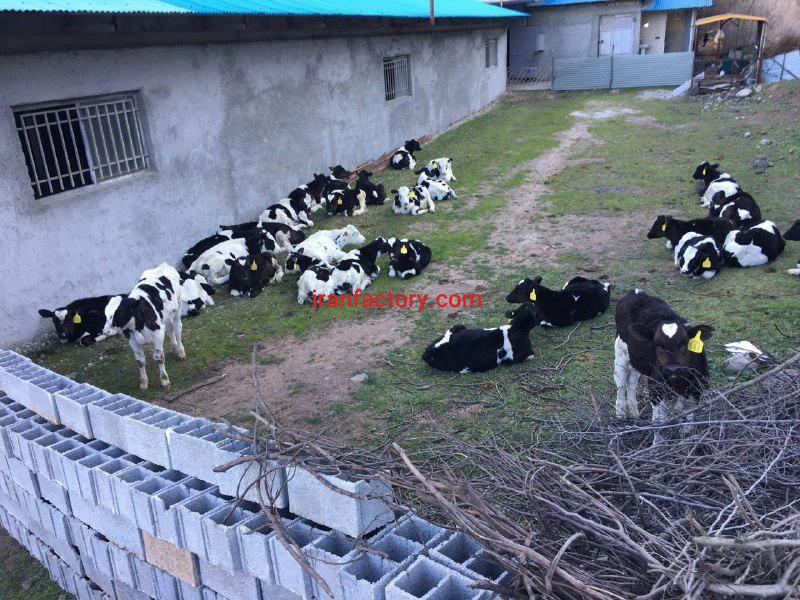 فروش دامداری در مرزن آباد بهترین فرصت سرمایه گذاری1