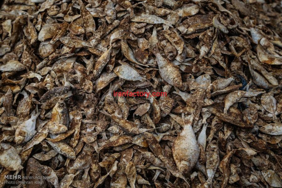 فروش ماهی خشک شده مخلوط ، خرید ماهی خشک شده مخلوط برای تولید پودر ماهی5