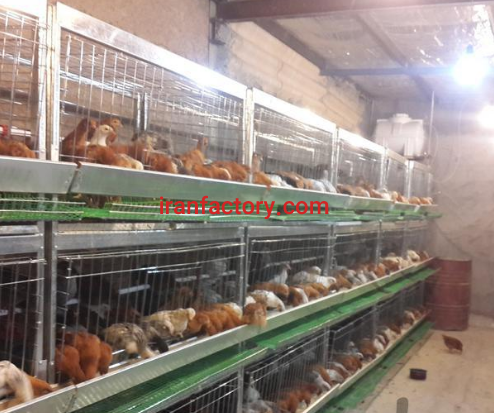 تولیدی قفس مرغ تخم گذار0