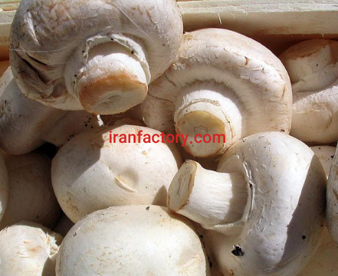 فروش ده درصد از کارخانه تولید قارچ در ارومیه1