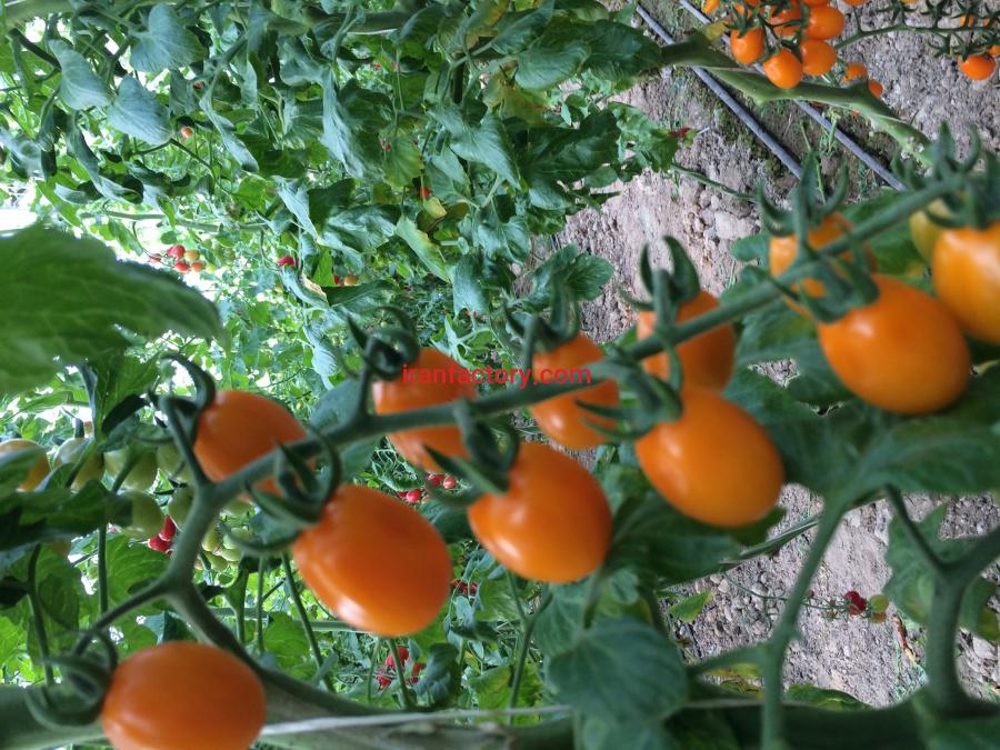 گلخانه گوجه فرنگی البرز4