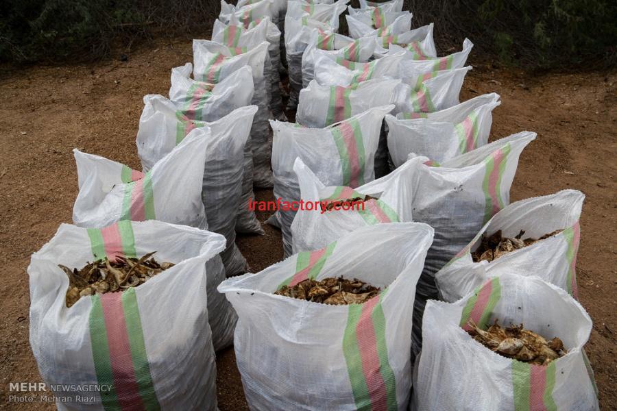 فروش ماهی خشک شده مخلوط ، خرید ماهی خشک شده مخلوط برای تولید پودر ماهی0