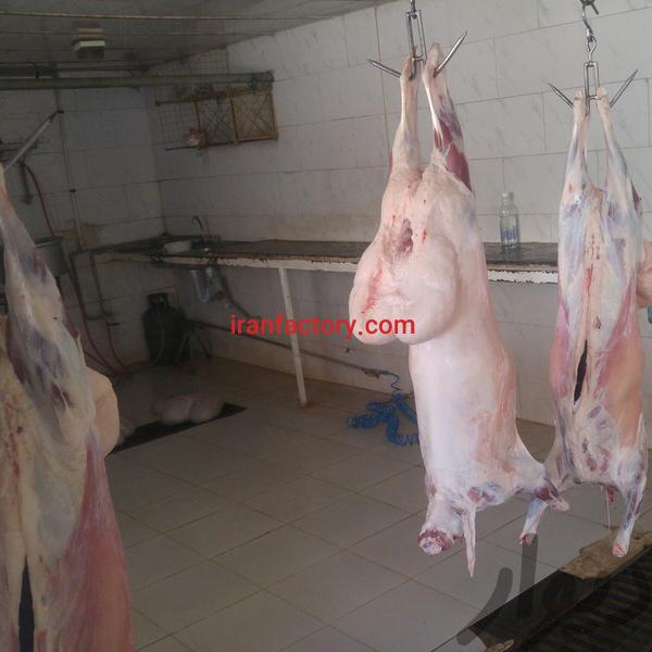 فروش دامداری بروز قزوین7