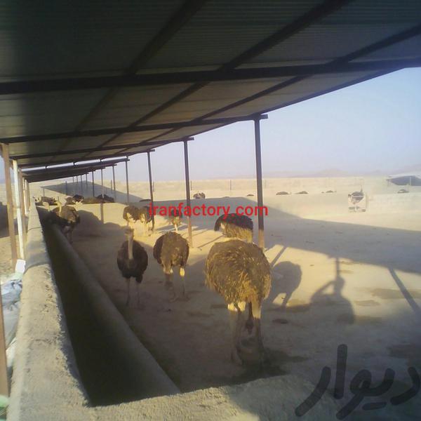 فروش مزرعه پروش شتر مرغ در جاده اصفهان شیراز2