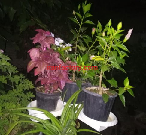 انواع گل از تولیدی در اومیه0