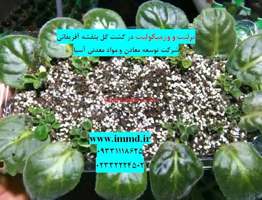 فروش بسترهای کشت گل بنفشه آفریقائی0