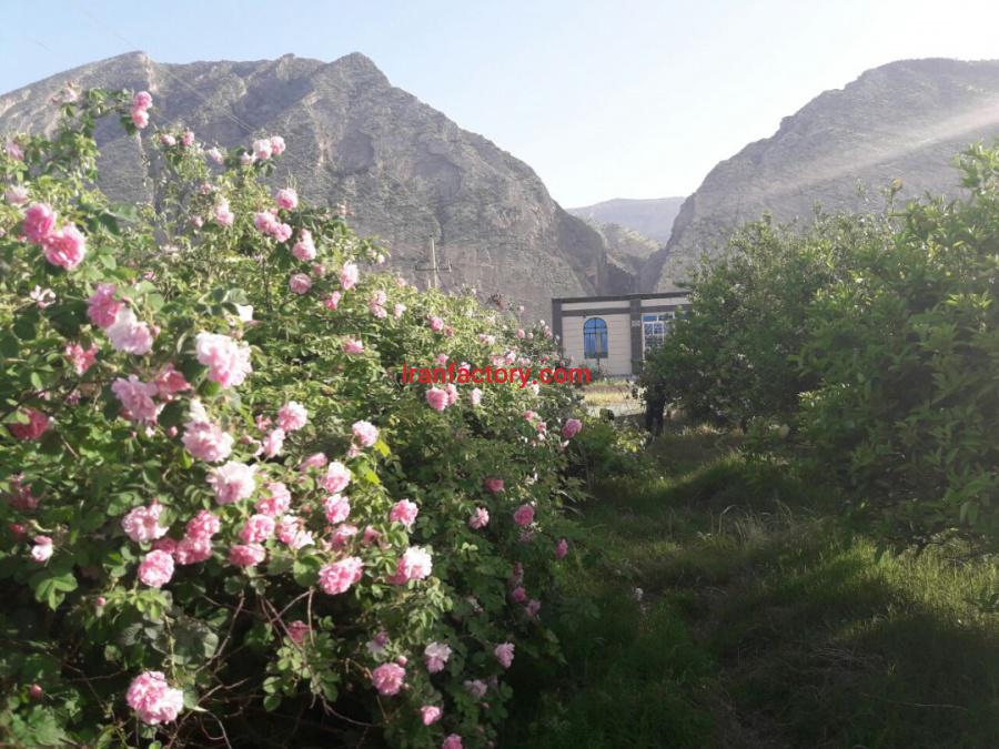 فروش کارخانه بیسکویت5