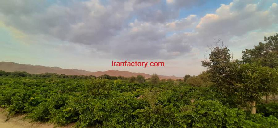 مشاور کود برای پسته0