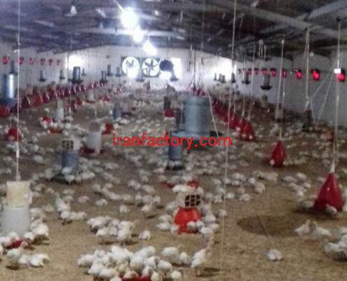 دامداری 40 هکتار در زنجان6