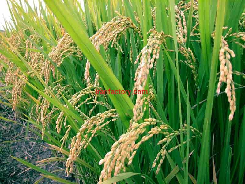 اسید بوریک Boric acid0