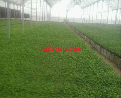 تولید نشاء با دستگاه تمام اتومات0