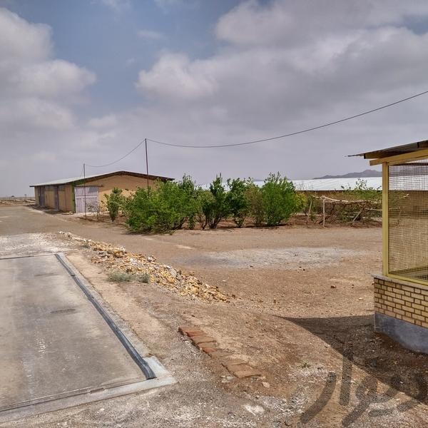 فروش مرغداری تخمگذار در نطنز1