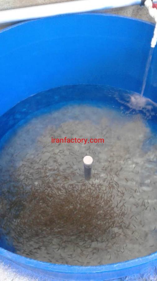فروش پرورش ماهی آذربایجان شرقی0