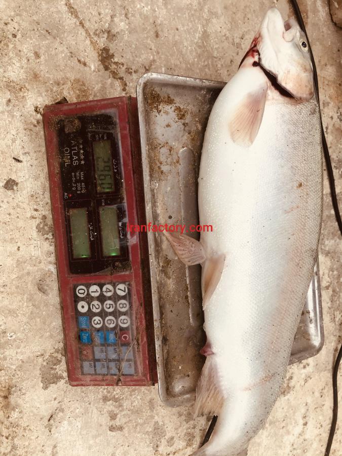 پرورش ماهی رتبه یک ایران2