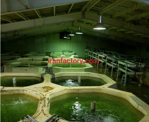 فروش 2400 متر پرورش ماهی در تهران1